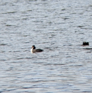 Podiceps cristatus at Colac Colac, VIC - 15 Oct 2022