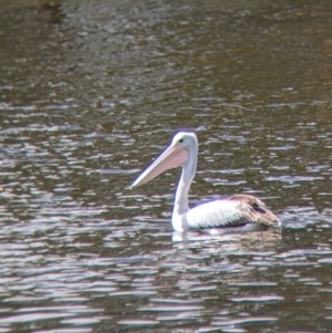 Pelecanus conspicillatus at Colac Colac, VIC - suppressed