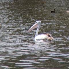 Pelecanus conspicillatus at Colac Colac, VIC - suppressed