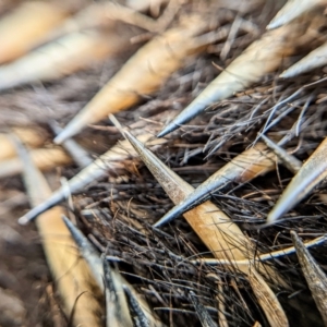 Tachyglossus aculeatus at Harrison, ACT - 18 Oct 2022 09:27 AM