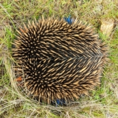 Tachyglossus aculeatus at Harrison, ACT - 18 Oct 2022 09:27 AM