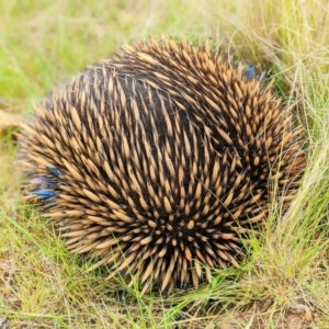 Tachyglossus aculeatus at Harrison, ACT - 18 Oct 2022 09:27 AM