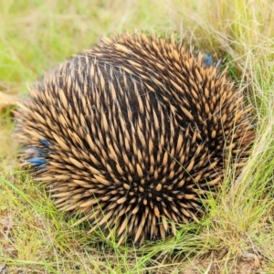 Tachyglossus aculeatus at Harrison, ACT - 18 Oct 2022