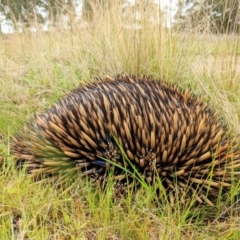 Tachyglossus aculeatus at Harrison, ACT - 18 Oct 2022 09:27 AM