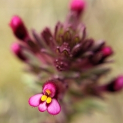 Parentucellia latifolia (Red Bartsia) at Throsby, ACT - 17 Oct 2022 by BelindaWilson