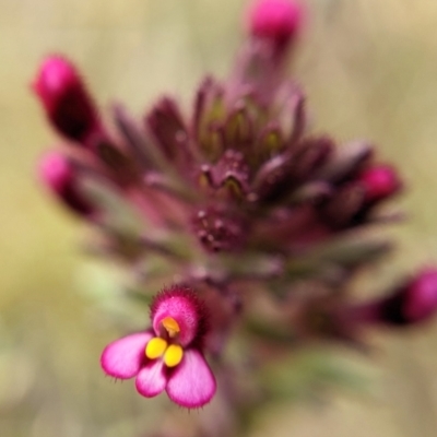 Parentucellia latifolia (Red Bartsia) at Mulligans Flat - 17 Oct 2022 by BelindaWilson