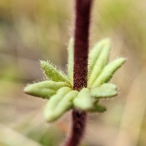Parentucellia latifolia at Throsby, ACT - 18 Oct 2022