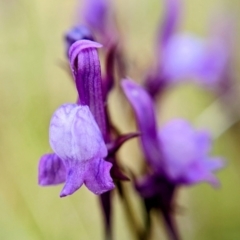 Linaria pelisseriana (Pelisser's Toadflax) at Mulligans Flat - 17 Oct 2022 by BelindaWilson