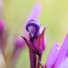 Linaria pelisseriana at Throsby, ACT - 18 Oct 2022