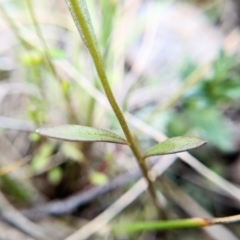 Linaria pelisseriana at Throsby, ACT - 18 Oct 2022