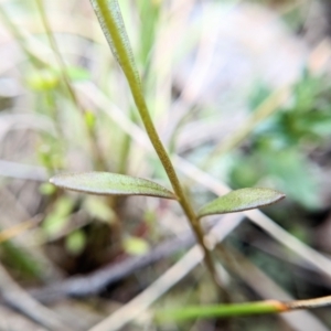 Linaria pelisseriana at Throsby, ACT - 18 Oct 2022