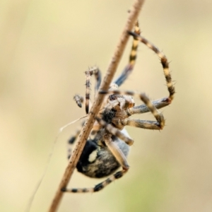 Salsa fuliginata at Throsby, ACT - 17 Oct 2022