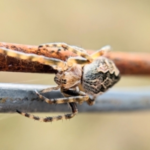 Salsa fuliginata at Throsby, ACT - 17 Oct 2022