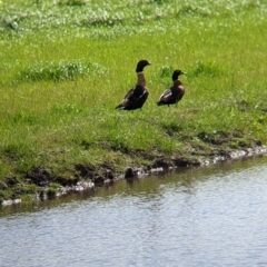 Tadorna tadornoides (Australian Shelduck) at Colac Colac, VIC - 15 Oct 2022 by Darcy