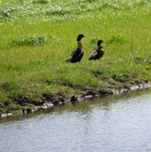 Tadorna tadornoides at Colac Colac, VIC - 15 Oct 2022 02:42 PM