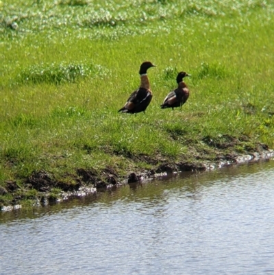 Tadorna tadornoides (Australian Shelduck) at Colac Colac, VIC - 15 Oct 2022 by Darcy