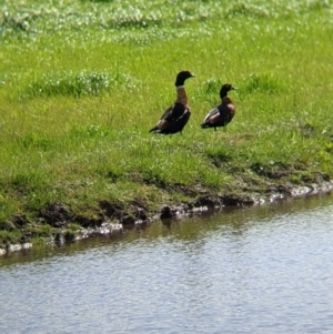 Tadorna tadornoides at Colac Colac, VIC - 15 Oct 2022 02:42 PM