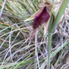 Calochilus platychilus (Purple Beard Orchid) at Black Mountain - 17 Oct 2022 by Jenny54