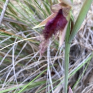 Calochilus platychilus at Molonglo Valley, ACT - suppressed