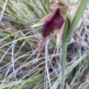 Calochilus platychilus at Molonglo Valley, ACT - 18 Oct 2022