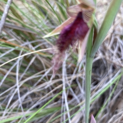 Calochilus platychilus (Purple Beard Orchid) at Molonglo Valley, ACT - 18 Oct 2022 by Jenny54