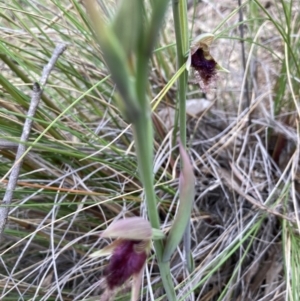 Calochilus platychilus at Molonglo Valley, ACT - 18 Oct 2022