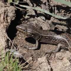 Liopholis whitii (White's Skink) at Namadgi National Park - 15 Oct 2022 by RAllen