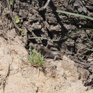 Liopholis whitii at Mount Clear, ACT - 15 Oct 2022 11:05 AM