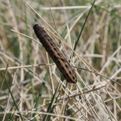 Noctuidae unclassified IMMATURE moth (Immature Noctuidae Moth) at Mount Clear, ACT - 15 Oct 2022 by RAllen