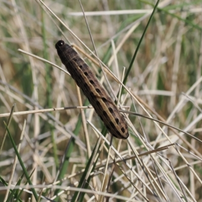 Noctuidae unclassified IMMATURE moth (Immature Noctuidae Moth) at Namadgi National Park - 15 Oct 2022 by RAllen