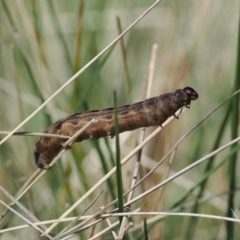 Noctuidae unclassified IMMATURE moth at Mount Clear, ACT - 15 Oct 2022