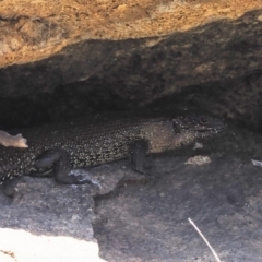 Egernia cunninghami (Cunningham's Skink) at Mount Clear, ACT - 15 Oct 2022 by RAllen