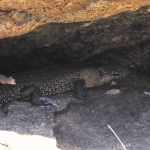 Egernia cunninghami at Mount Clear, ACT - 15 Oct 2022