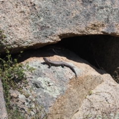 Egernia cunninghami at Mount Clear, ACT - 15 Oct 2022