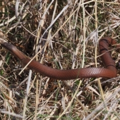 Drysdalia coronoides (White-lipped Snake) at Mount Clear, ACT - 15 Oct 2022 by RAllen