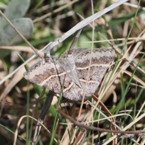 Antasia flavicapitata at Mount Clear, ACT - 15 Oct 2022