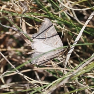 Antasia flavicapitata at Mount Clear, ACT - 15 Oct 2022