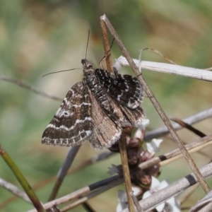 Chrysolarentia melanchlaena at Mount Clear, ACT - 15 Oct 2022