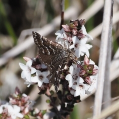 Chrysolarentia melanchlaena at Mount Clear, ACT - 15 Oct 2022