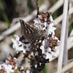 Chrysolarentia melanchlaena at Mount Clear, ACT - 15 Oct 2022