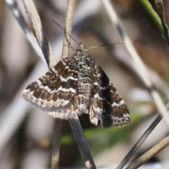 Chrysolarentia melanchlaena at Mount Clear, ACT - 15 Oct 2022 12:27 PM