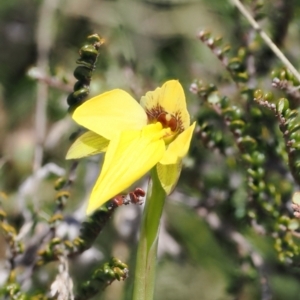 Diuris subalpina at Mount Clear, ACT - 15 Oct 2022