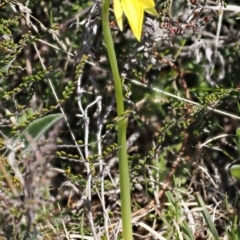 Diuris subalpina at Mount Clear, ACT - 15 Oct 2022