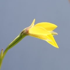 Diuris subalpina at Mount Clear, ACT - suppressed