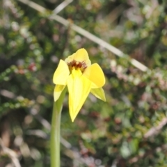 Diuris subalpina at Mount Clear, ACT - 15 Oct 2022