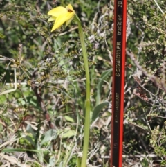 Diuris subalpina at Mount Clear, ACT - suppressed