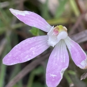 Caladenia fuscata at Gundary, NSW - suppressed