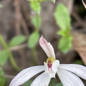 Caladenia fuscata at Gundary, NSW - suppressed