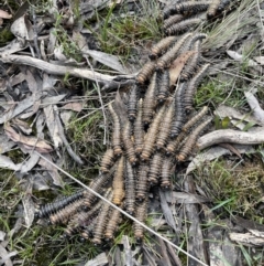 Perginae sp. (subfamily) (Unidentified pergine sawfly) at Gundary, NSW - 17 Oct 2022 by JaneR