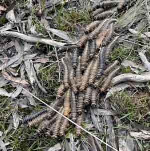 Perginae sp. (subfamily) at Gundary, NSW - 17 Oct 2022